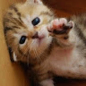 Meet your Posher, Kaye